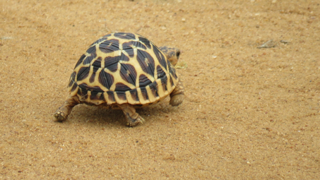 Sternschildkröte